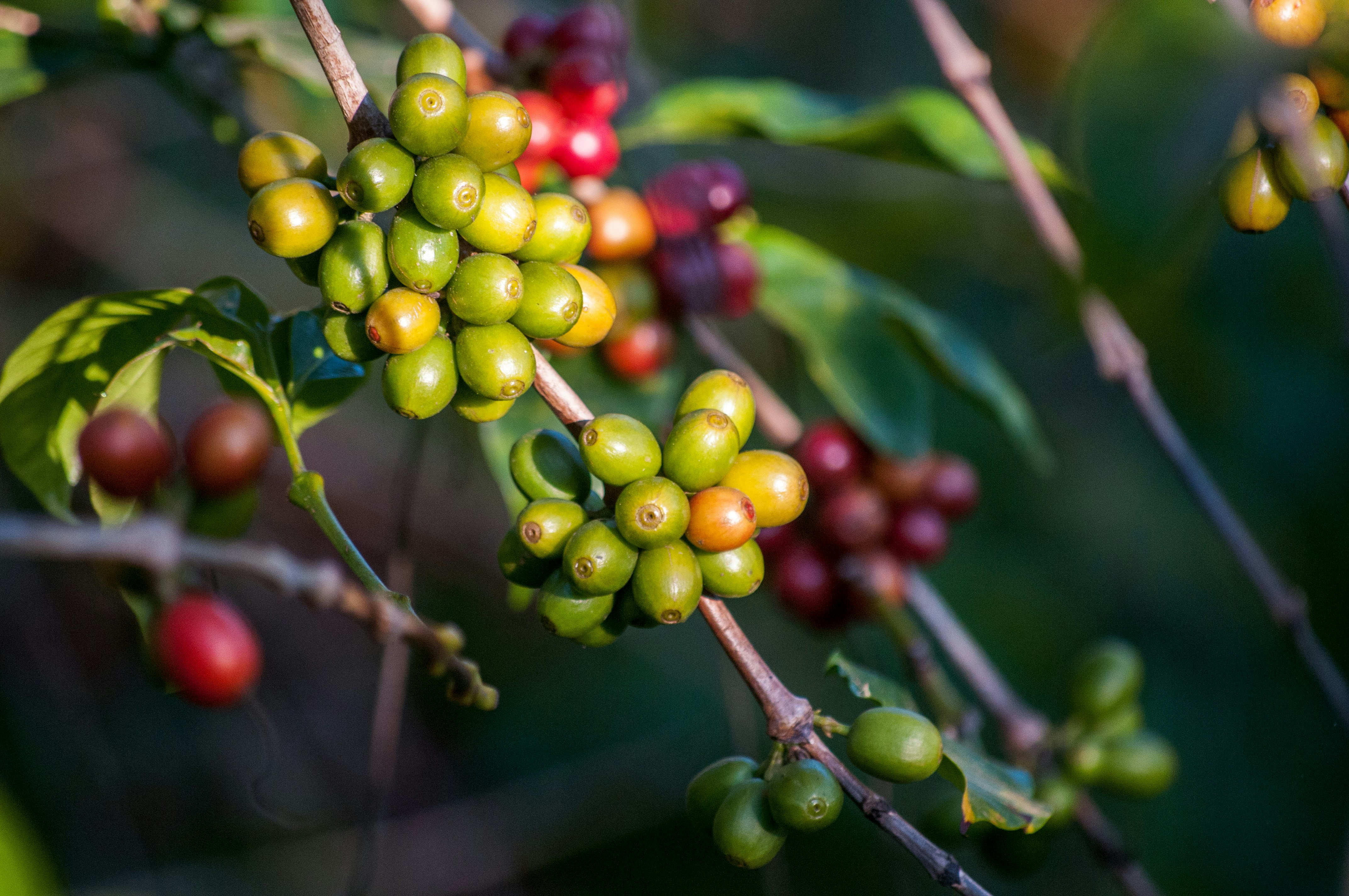 the picture of coffee cherry